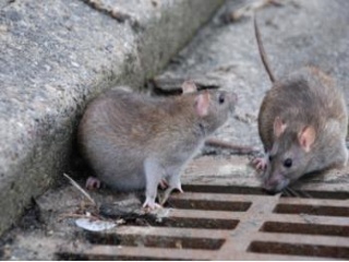 镇江杀虫灭鼠公司