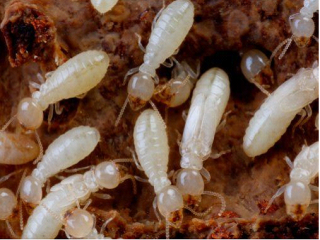 镇江灭白蚁公司