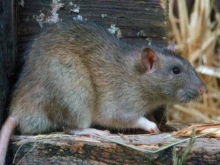 丹阳杀虫灭鼠公司