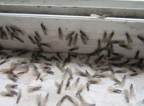 扬州白蚁消杀公司